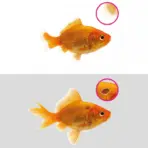 NT LABS Aquarium Anti-Ulcer & Finrot Treatment - NT LABS Anti-Ulcer & Finrot, aquarium fin rot treatment India, fish bacterial infection medicine, Aeromonas treatment for fish, Pseudomonas fish medicine, aquarium mouth rot cure, fish ulcer treatment, NT Labs fish medicine India, anti-bacterial aquarium treatment, fish skin disease remedy