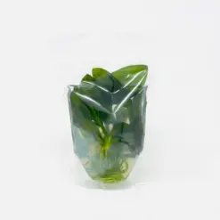 IP329 ADA Tissue Culture - Echinodorus opacus 'saona carlos'
